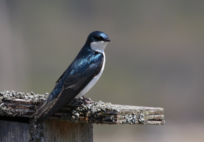 Tachycineta bicolor